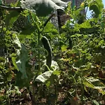Sun Garden יאליקאבאק