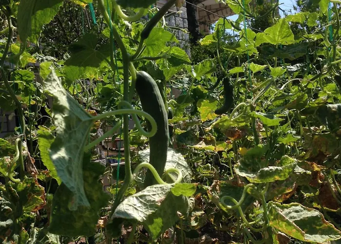Sun Garden יאליקאבאק