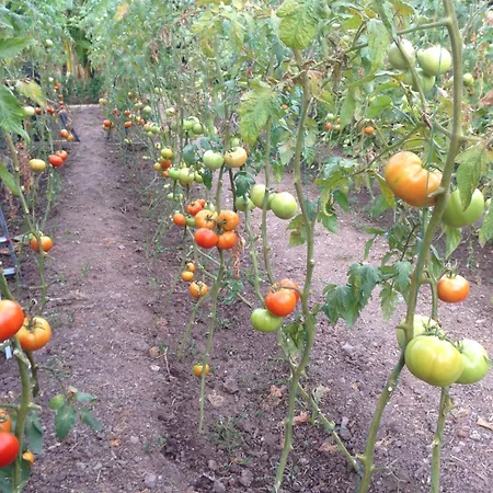 Lägenhetshotell Sun Garden Yalıkavak