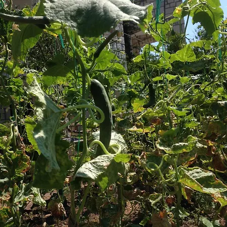 Sun Garden Yalıkavak